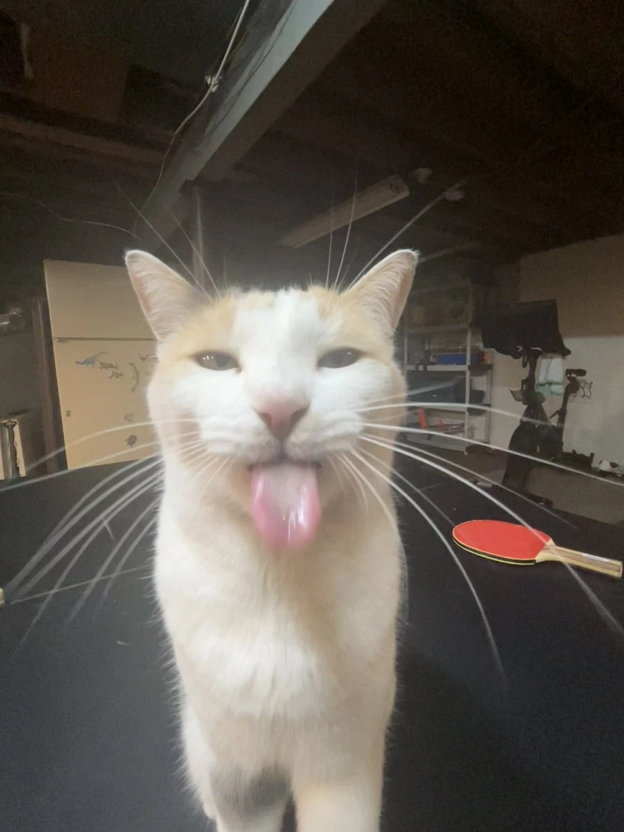 a cat in what i believe to be a garage getting close to the camera with its tounge out.