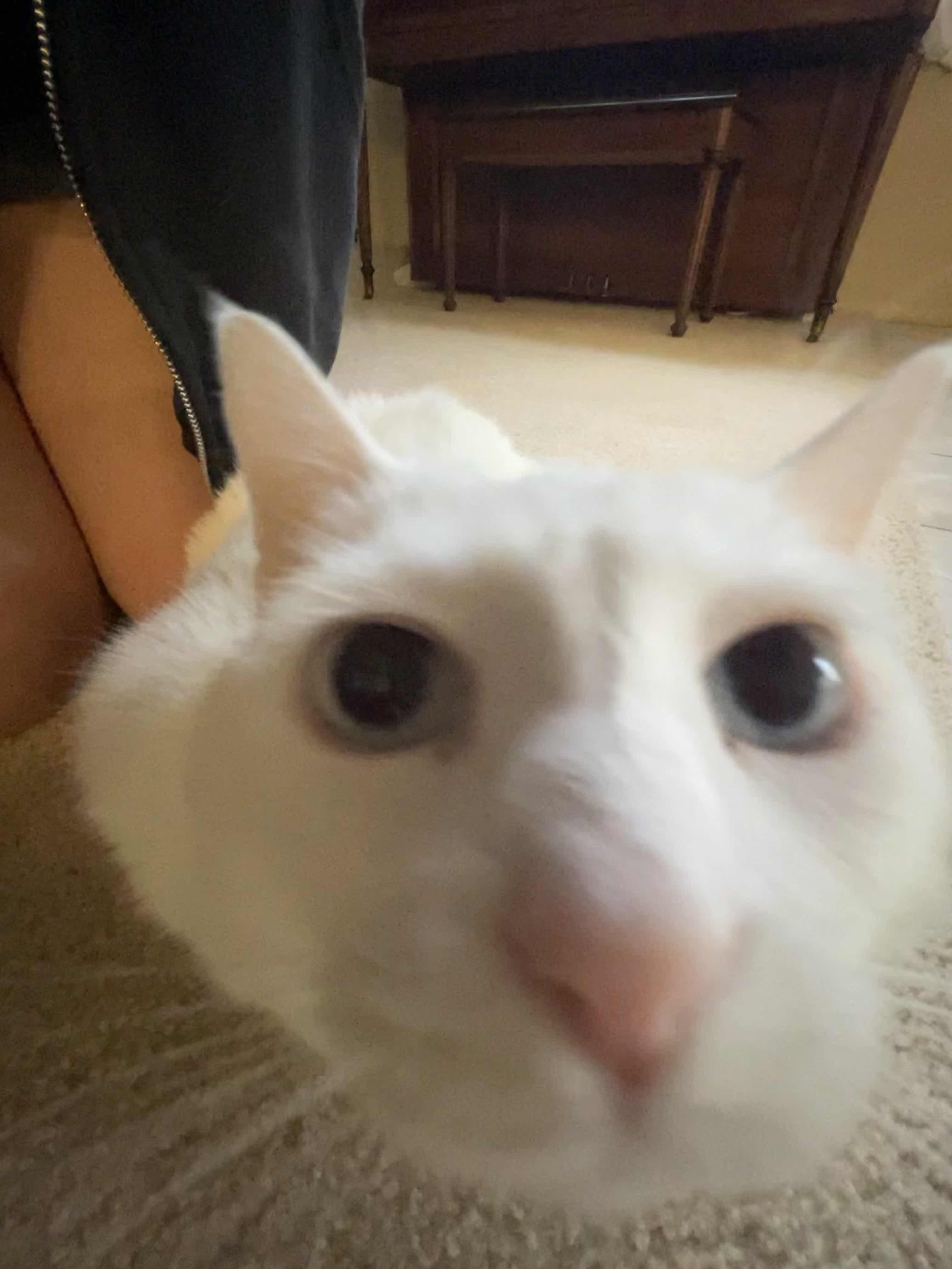 a cat leaning extremely close into the camera, with his eyes pointed at the camera.